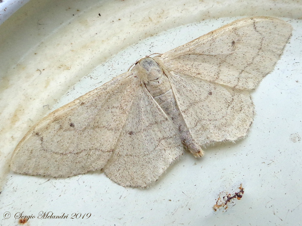 ID Geometridae - Idaea aversata f. remutata